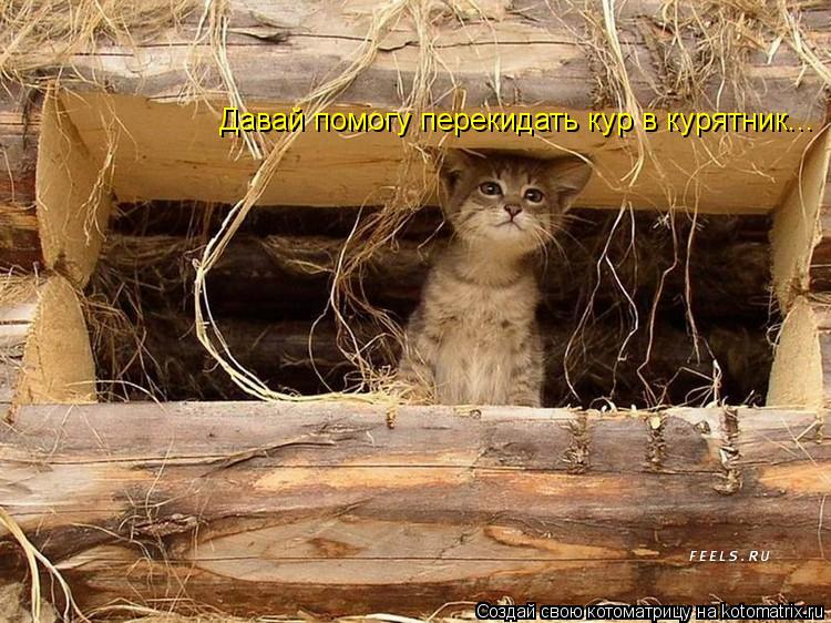 Котоматрица: Давай помогу перекидать кур в курятник...