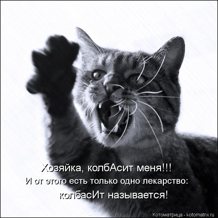 И от этого есть только одно лекарство: колбасИт называется! Хозяйка, колбАсит меня!!!... Котоматрица: И от этого есть только одно лекарство: колбасИт называется! Хозяйка, колбАсит меня!!!