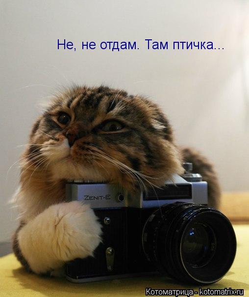 Не, не отдам. Там птичка...... Котоматрица: Не, не отдам. Там птичка...