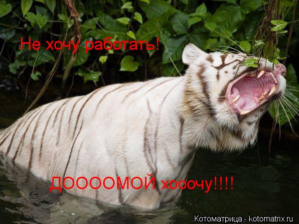 ДООООМОЙ хооочу!!!! Не хочу работать!... Котоматрица: ДООООМОЙ хооочу!!!! Не хочу работать!