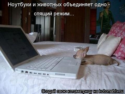 Котоматрица: спящий режим... Ноутбуки и животных объединяет одно -