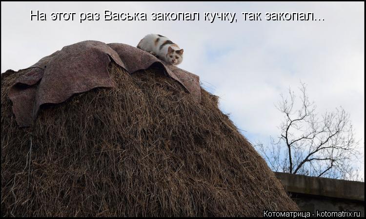 На этот раз Васька закопал кучку, так закопал...... Котоматрица: На этот раз Васька закопал кучку, так закопал...
