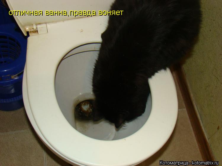 отличная ванна,правда воняет... Котоматрица: отличная ванна,правда воняет
