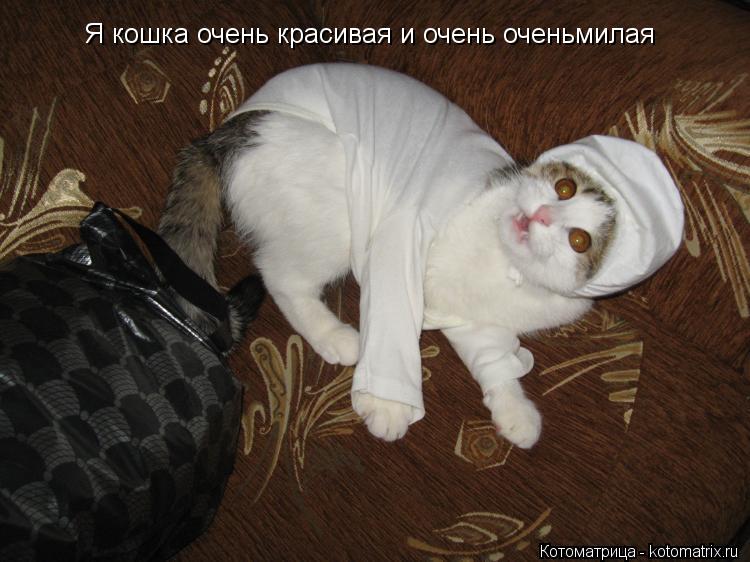 Котоматрица: Я кошка очень красивая и очень оченьмилая