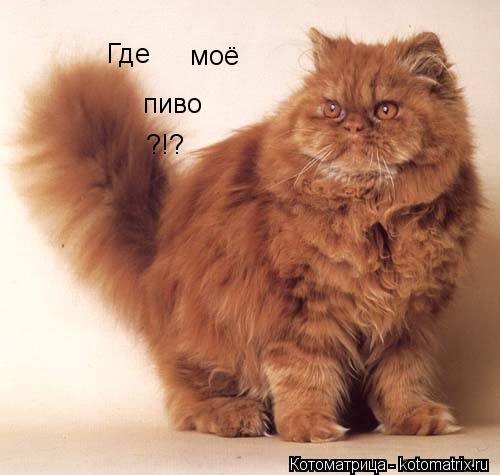 Где моё пиво ?!?... Котоматрица: Где моё пиво ?!?