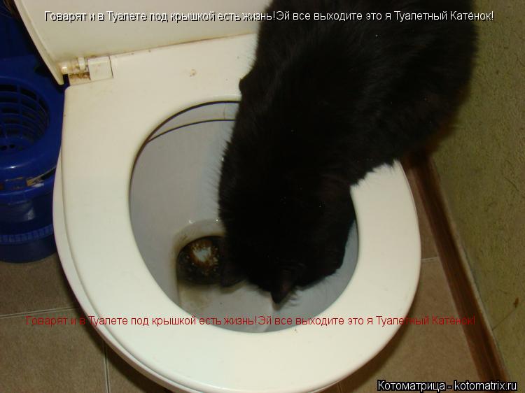 Говарят и в Туалете под крышкой есть жизнь!Эй все выходите это я Туалетный Катёнок! Говарят и в Туале... Котоматрица: Говарят и в Туалете под крышкой есть жизнь!Эй все выходите это я Туалетный Катёнок! Говарят и в Туалете под крышкой есть жизнь!Эй все выходи