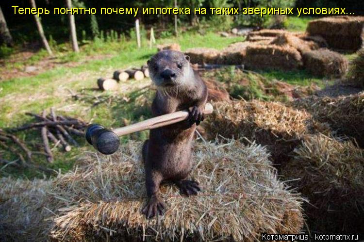 Котоматрица: Теперь понятно почему иппотека на таких звериных условиях...