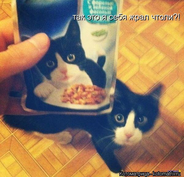 так это я себя жрал чтоли?!... Котоматрица: так это я себя жрал чтоли?!