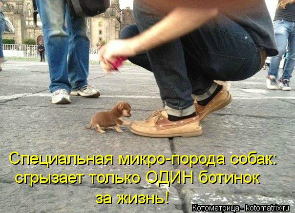 Специальная микро-порода собак: сгрызает только ОДИН ботинок за жизнь!... Котоматрица: Специальная микро-порода собак: сгрызает только ОДИН ботинок за жизнь!