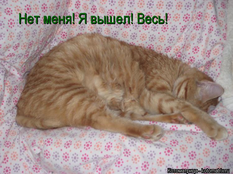 Нет меня! Я вышел! Весь!... Котоматрица: Нет меня! Я вышел! Весь!