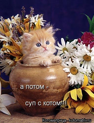 ... а потом - суп с котом!!!... Котоматрица: ... а потом - суп с котом!!!