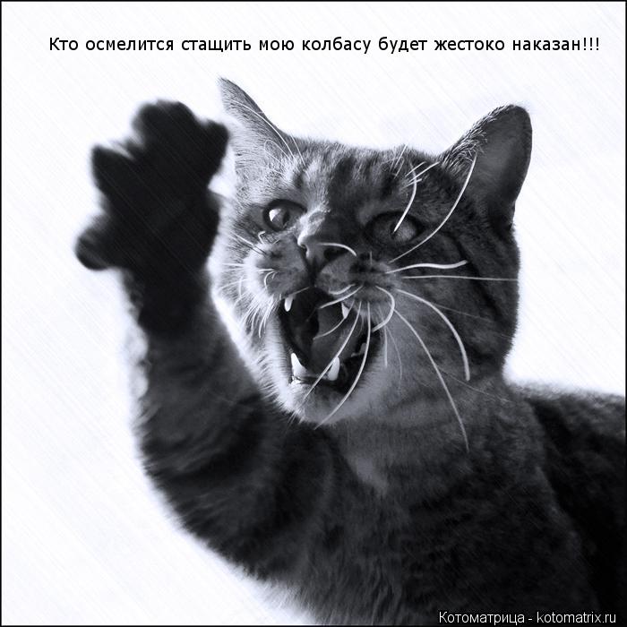 Кто осмелится стащить мою колбасу будет жестоко наказан!!!... Котоматрица: Кто осмелится стащить мою колбасу будет жестоко наказан!!!