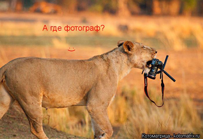 А где фотограф? :)... Котоматрица: А где фотограф? :)