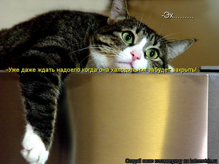 -Эх......... -Уже даже ждать надоело когда она халодильник забудет закрыть!... Котоматрица: -Эх......... -Уже даже ждать надоело когда она халодильник забудет закрыть!