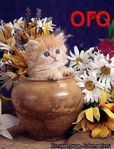 ого ого ого ого... Котоматрица: ого ого ого ого