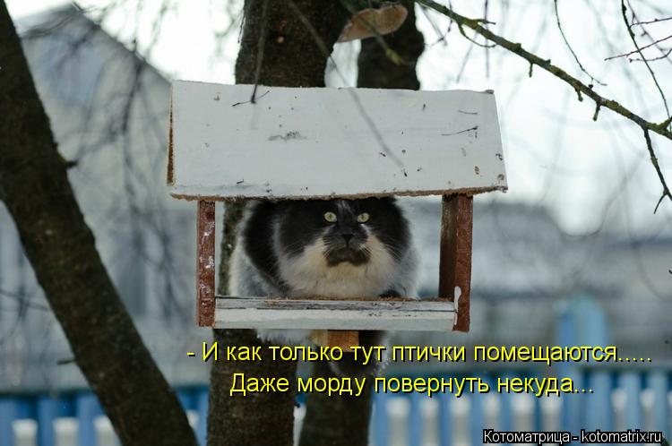 - И как только тут птички помещаются..... Даже морду повернуть некуда...... Котоматрица: - И как только тут птички помещаются..... Даже морду повернуть некуда...