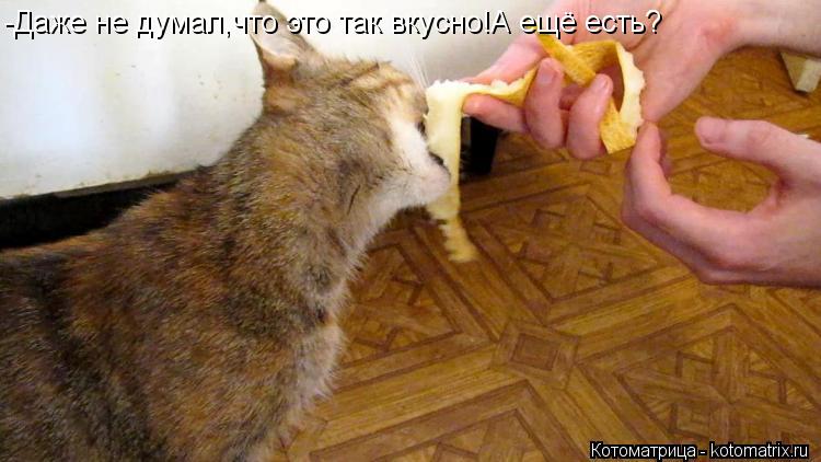 -Даже не думал,что это так вкусно!А ещё есть?... Котоматрица: -Даже не думал,что это так вкусно!А ещё есть?