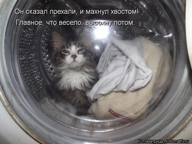 Он сказал поехали, и махнул хвостом! Главное, что весело, высохну потом.... Котоматрица: Он сказал поехали, и махнул хвостом! Главное, что весело, высохну потом.