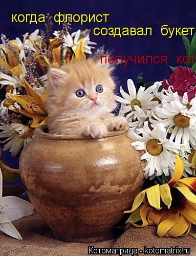 когда флорист создавал букет получился кот... Котоматрица: когда флорист создавал букет получился кот