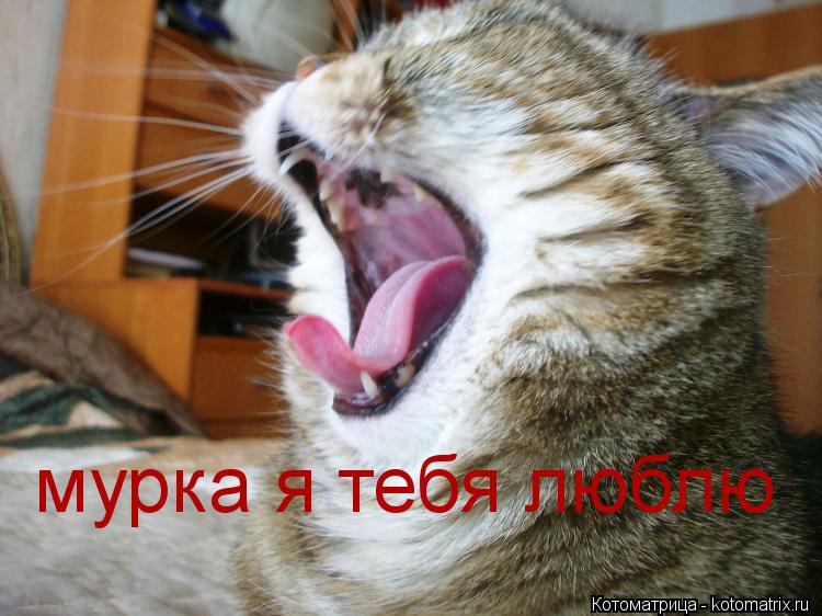 мурка я тебя люблю... Котоматрица: мурка я тебя люблю