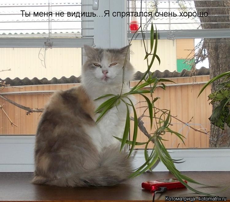 Ты меня не видишь...Я спрятался очень хорошо... Котоматрица: Ты меня не видишь...Я спрятался очень хорошо