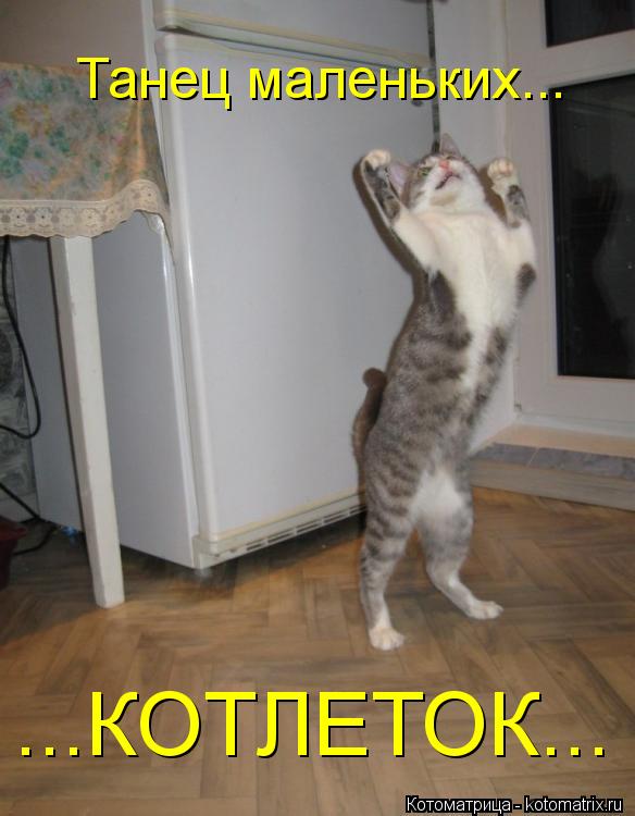 Танец маленьких... ...КОТЛЕТОК...... Котоматрица: Танец маленьких... ...КОТЛЕТОК...