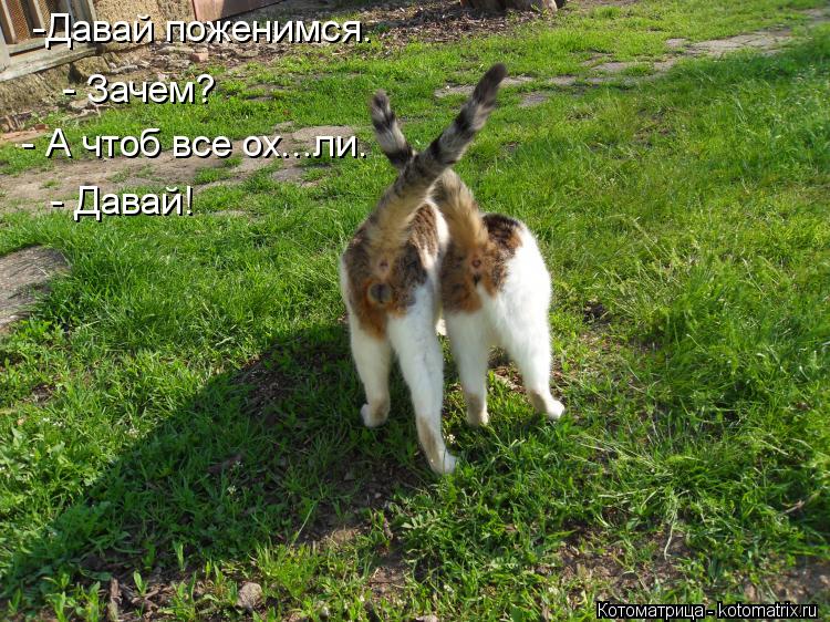 -Давай поженимся. - Зачем? - А чтоб все ох...ли. - Давай!... Котоматрица: -Давай поженимся. - Зачем? - А чтоб все ох...ли. - Давай!