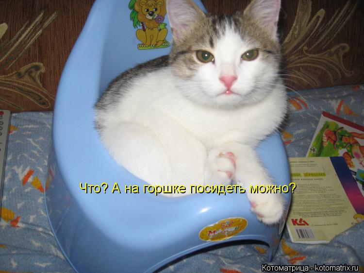 Что? А на горшке посидеть можно?... Котоматрица: Что? А на горшке посидеть можно?