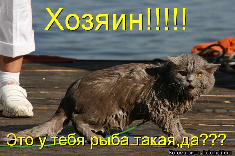 Хозяин!!!!! Это у тебя рыба такая,да???... Котоматрица: Хозяин!!!!! Это у тебя рыба такая,да???