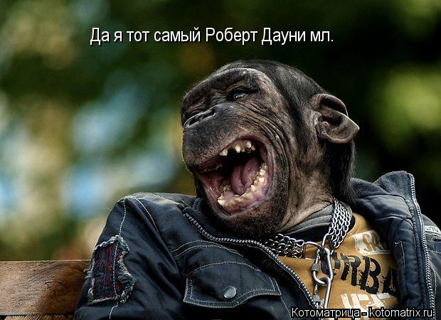 Да я тот самый Роберт Дауни мл.... Котоматрица: Да я тот самый Роберт Дауни мл.