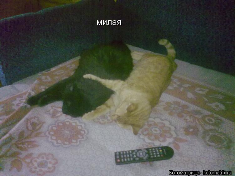 милая... Котоматрица: милая