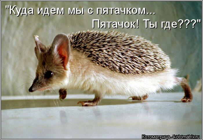 "Куда идем мы с пятачком... Пятачок! Ты где???"... Котоматрица: "Куда идем мы с пятачком... Пятачок! Ты где???"