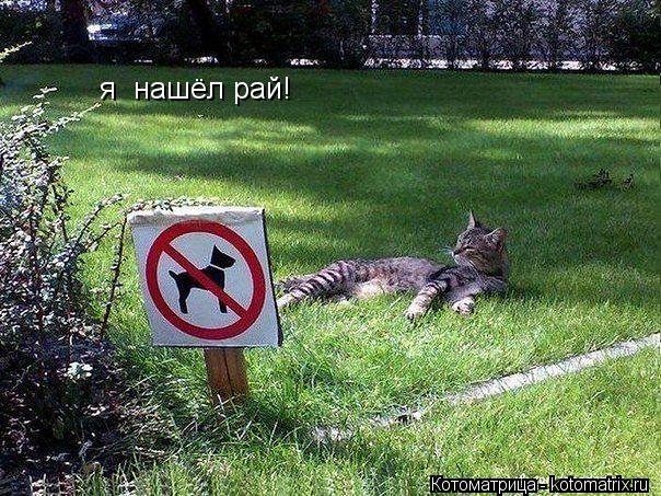 я нашёл рай!... Котоматрица: я нашёл рай!