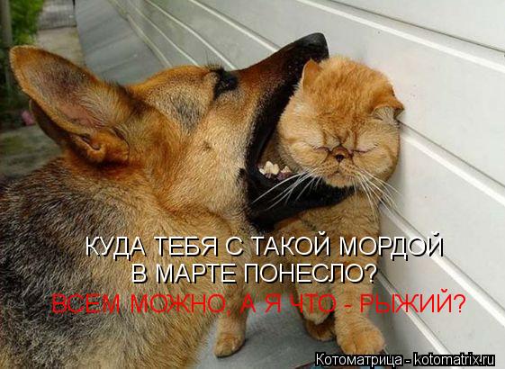 КУДА ТЕБЯ С ТАКОЙ МОРДОЙ В МАРТЕ ПОНЕСЛО? ВСЕМ МОЖНО, А Я ЧТО - РЫЖИЙ?... Котоматрица: КУДА ТЕБЯ С ТАКОЙ МОРДОЙ В МАРТЕ ПОНЕСЛО? ВСЕМ МОЖНО, А Я ЧТО - РЫЖИЙ?