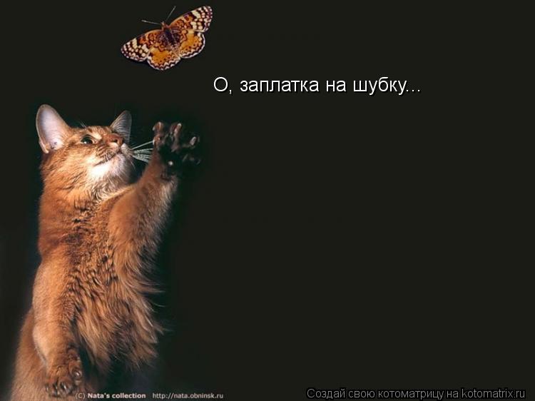 Котоматрица: О, заплатка на шубку...