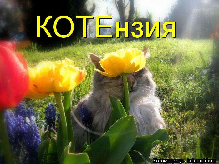 КОТЕнзия... Котоматрица: КОТЕнзия