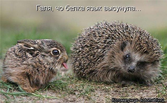 Галя, чо белка язык высунула...... Котоматрица: Галя, чо белка язык высунула...