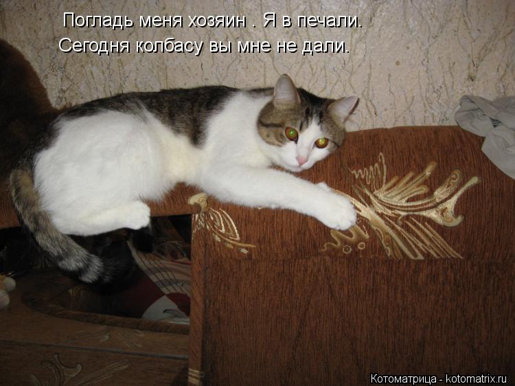Погладь меня хозяин . Я в печали. Сегодня колбасу вы мне не дали.... Котоматрица: Погладь меня хозяин . Я в печали. Сегодня колбасу вы мне не дали.