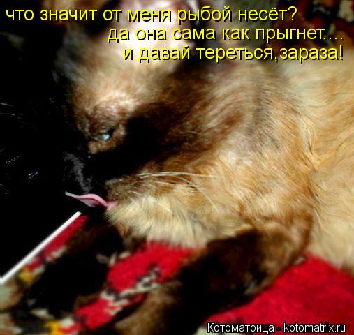 что значит от меня рыбой несёт? да она сама как прыгнет.... и давай тереться,зараза!... Котоматрица: что значит от меня рыбой несёт? да она сама как прыгнет.... и давай тереться,зараза!