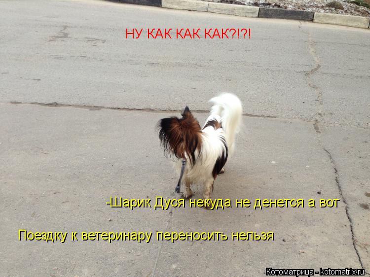 -Шарик Дуся некуда не денется а вот Поездку к ветеринару переносить нельзя Поездку к ветеринару перен... Котоматрица: -Шарик Дуся некуда не денется а вот Поездку к ветеринару переносить нельзя Поездку к ветеринару переносить нельзя НУ КАК КАК КАК?!?! НУ КАК К