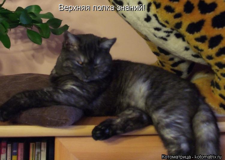 Котоматрица: Верхняя полка знаний!