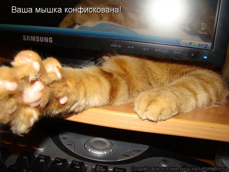 Ваша мышка конфискована!... Котоматрица: Ваша мышка конфискована!