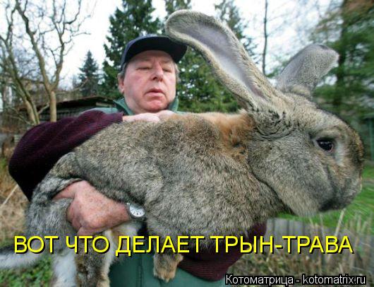 ВОТ ЧТО ДЕЛАЕТ ТРЫН-ТРАВА... Котоматрица: ВОТ ЧТО ДЕЛАЕТ ТРЫН-ТРАВА