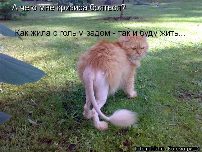 А чего мне кризиса бояться? Как жила с голым задом - так и буду жить...... Котоматрица: А чего мне кризиса бояться? Как жила с голым задом - так и буду жить...