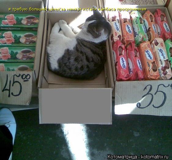 я требую большей цены(за меня)и кстати калбаса просроченная... Котоматрица: я требую большей цены(за меня)и кстати калбаса просроченная