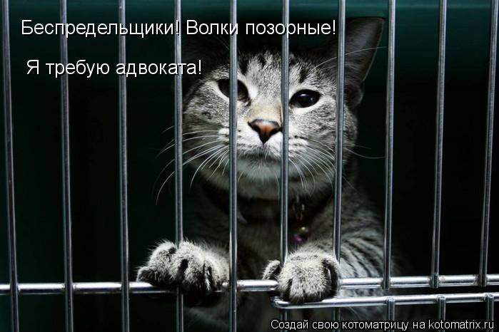 Беспредельщики! Волки позорные! Я требую адвоката!... Котоматрица: Беспредельщики! Волки позорные! Я требую адвоката!