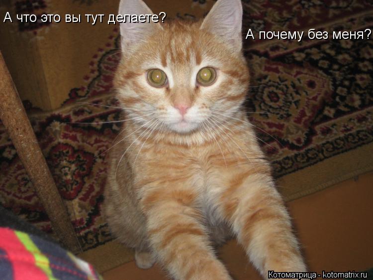 А что это вы тут делаете? А почему без меня?... Котоматрица: А что это вы тут делаете? А почему без меня?