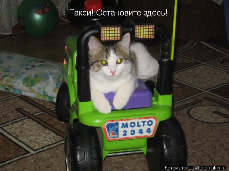 Такси! Остановите здесь!... Котоматрица: Такси! Остановите здесь!
