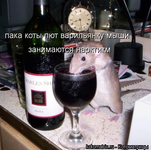 пака коты пют варильянку мыши занимаются нарктикм... Котоматрица: пака коты пют варильянку мыши занимаются нарктикм