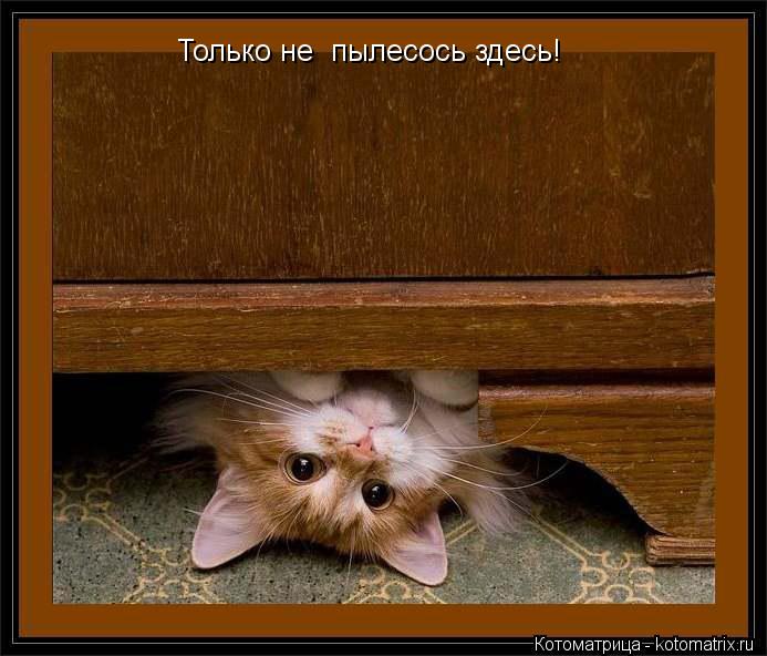 Только не пылесось здесь!... Котоматрица: Только не пылесось здесь!